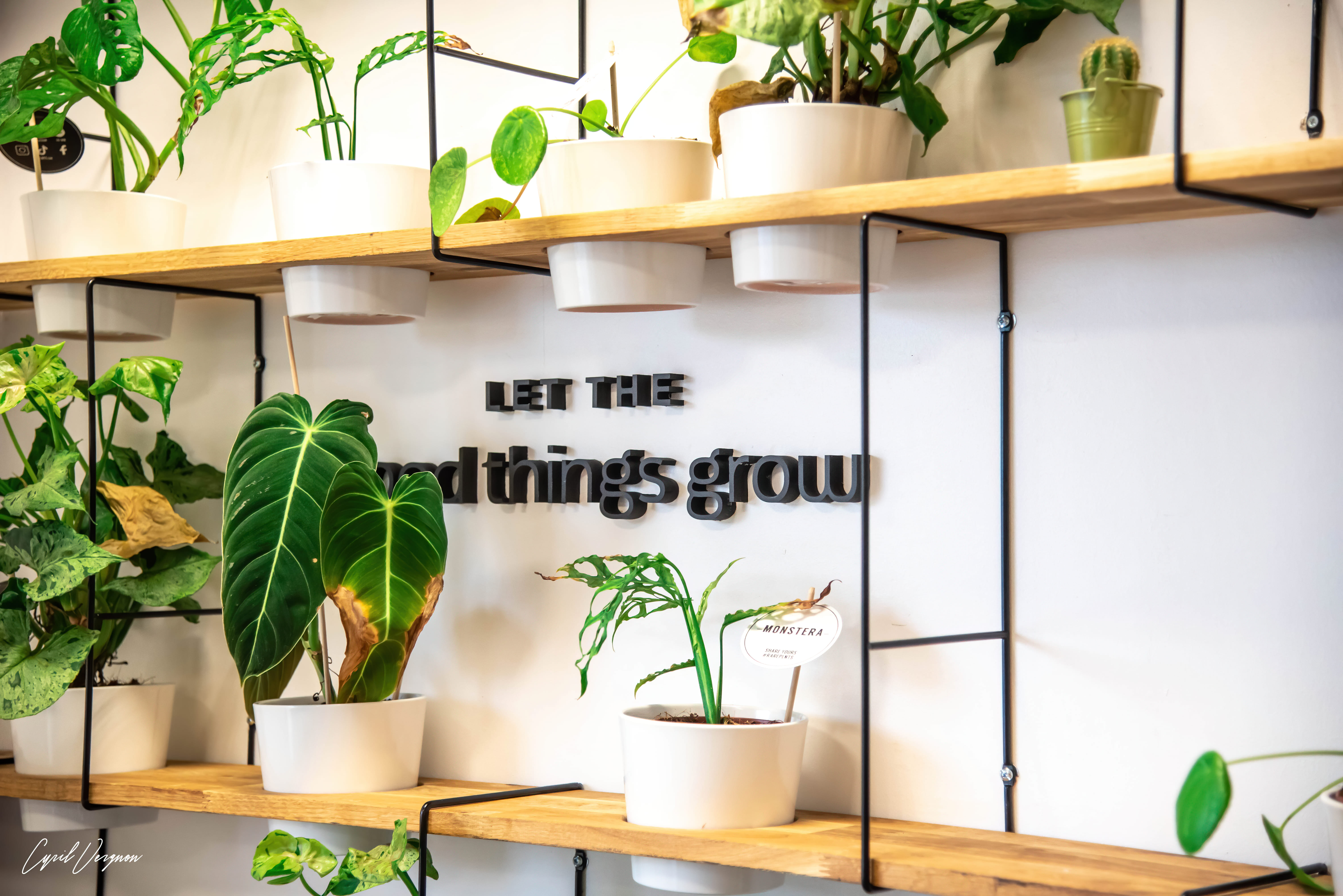 plantes-en-pots-étagères-en-bois